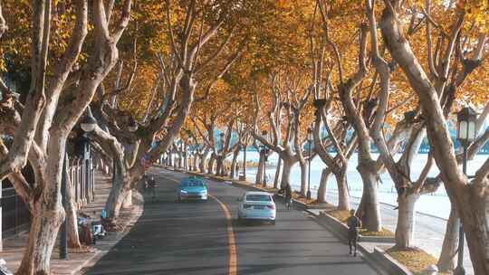 杭州北山街秋天法国梧桐
