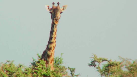 一只长颈鹿在树梢上凝视