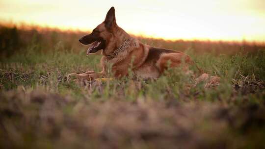 牧羊犬躺在田野里视频素材模板下载