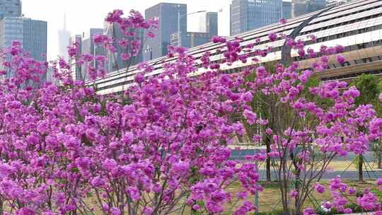 中国广东省广州市琶洲会展中心紫花风铃