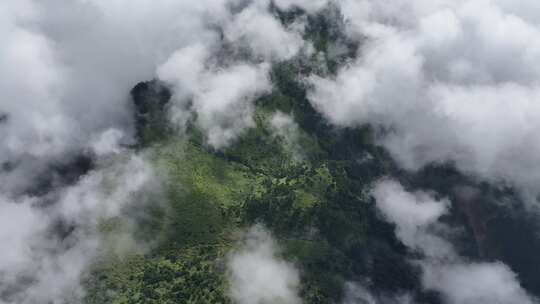 俯瞰牛背山云海下的植被