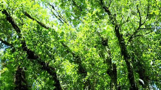 原始森林 绿色森林 横移 上升