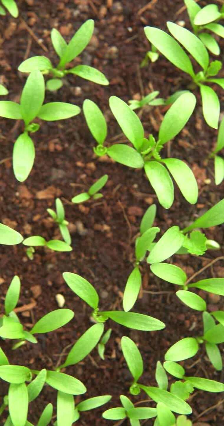 破土而出的芫荽