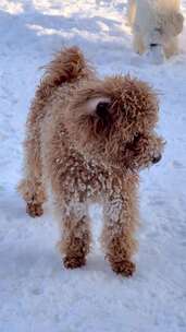 狗在雪地上玩耍