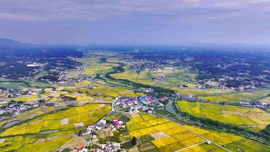 4k长沙隆平稻作公园秋收稻田航拍