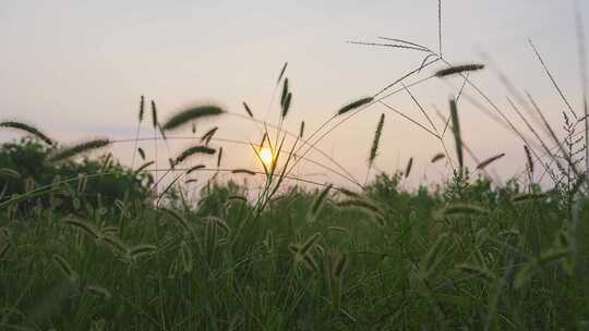 狗尾草逆光