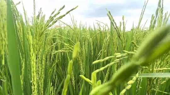 水稻抽穗 绿油油的水稻田