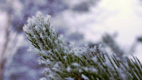 4K冬日冬季雪地阳光穿过植物雾凇冰挂