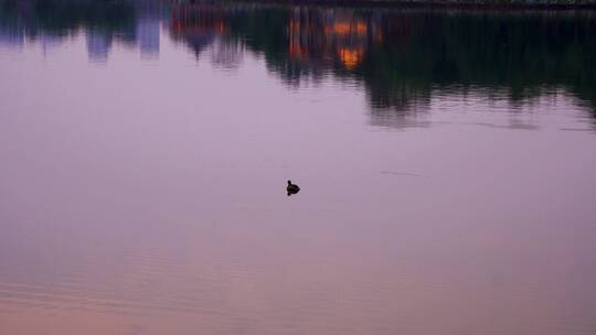 清晨湖面游荡的野鸭