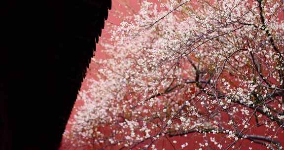 钱王祠红墙白梅雨水从屋檐滴落唯美慢镜头