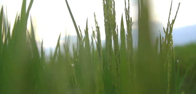 一片稻田生长的禾苗视频素材模板下载
