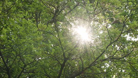 夏天森林树木树叶阳光星芒视频素材模板下载