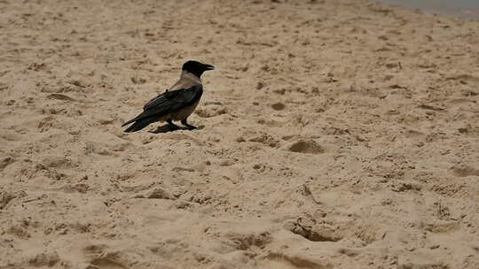 站在沙滩上的乌鸦