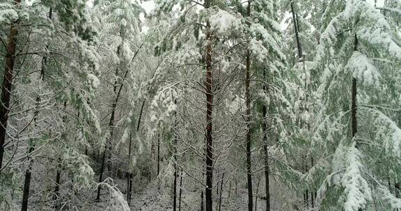 航拍森林冰雪