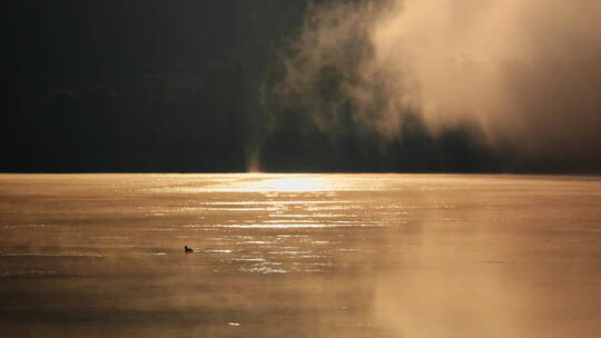 早晨雾气腾腾的金色湖面游过一只水鸟