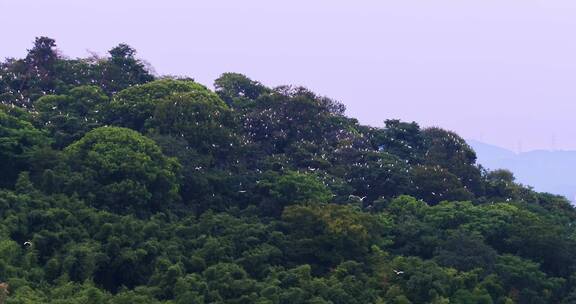 傍晚一大群在树林上空盘旋白色候鸟白鹭航拍