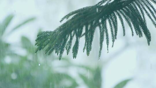 夏天暴雨，松树枝上滴落雨滴唯美视频素材