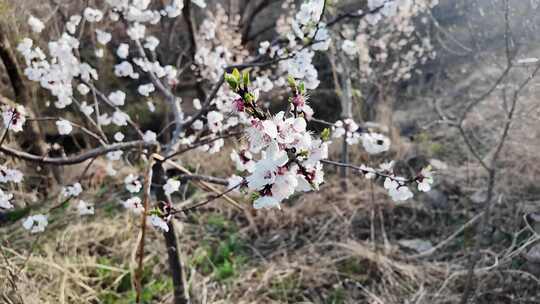 沂蒙山桃花