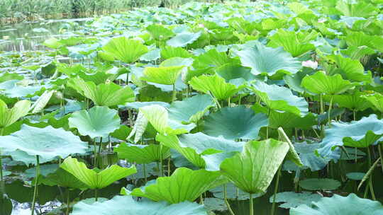 昆明翠湖公园夏日荷花