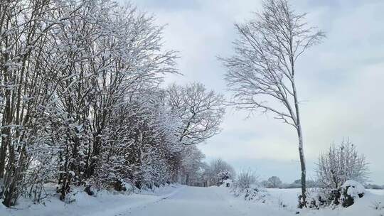 汽车行驶中冬季森林雪地道路上