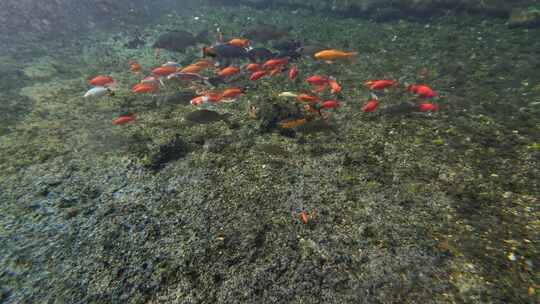 济南黑虎泉锦鲤水下世界