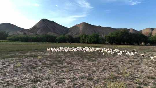 新疆羊群视频素材模板下载
