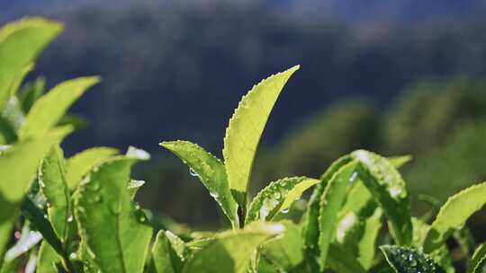 茶山茶园红茶绿茶茶叶种植