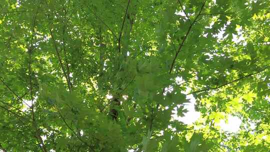 城市绿化夏日阳光树枝树叶植物鲜花实拍