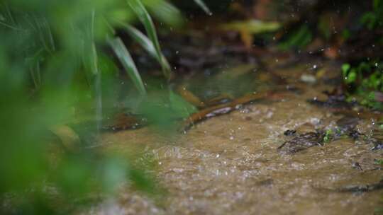 雨滴落入水坑荡起涟漪