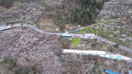 四川绵阳市平通镇梅林