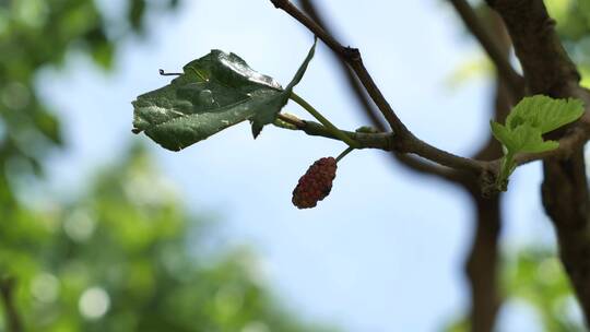 水果树，桑树