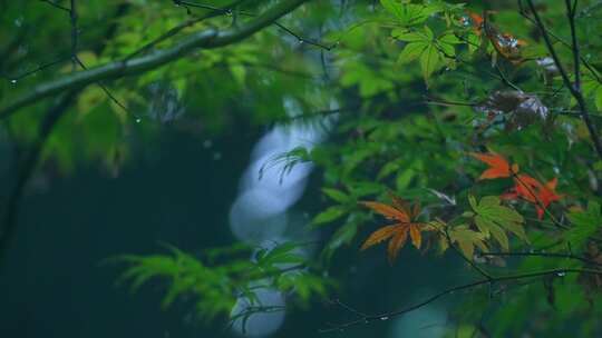 森林下雨枫叶雨滴