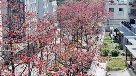 广州起义烈士陵园纪念碑红棉木棉花