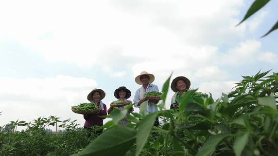 辣椒种植基地