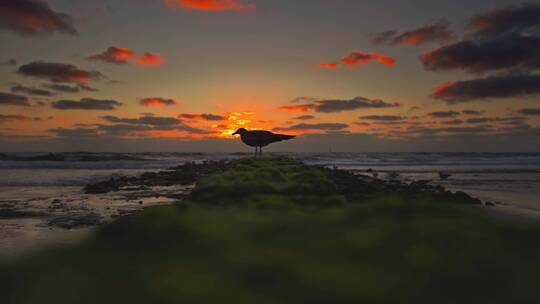 夕阳下的海鸥