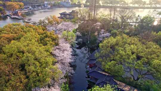 杭州西湖樱花