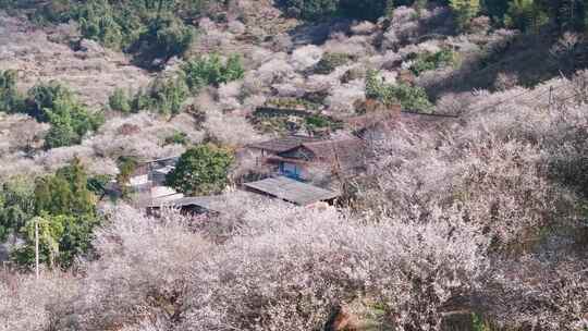 航拍福州永泰青梅花（葛岭万石村）5