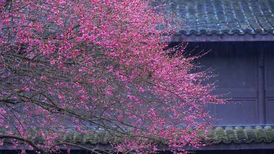 杭州西湖都锦生故居梅花风景