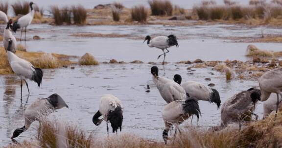 冬季高原湿地上的黑颈鹤