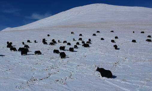 高原航拍冬天雪景成片牦牛石渠县