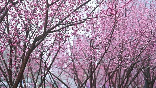 四川成都望江楼春天樱花园林风景高视角航拍