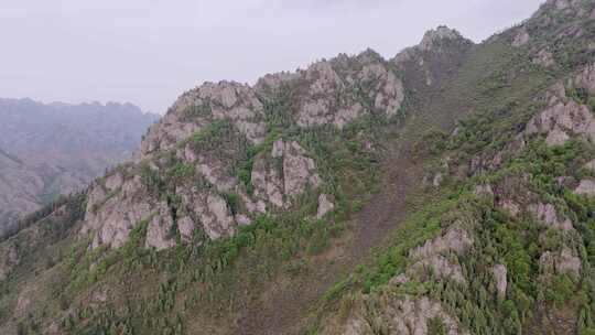 【4K画质】草原杜鹃花航拍