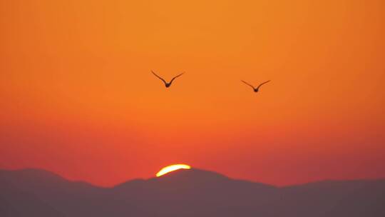 海鸥在明亮的橙色天空中飞翔
