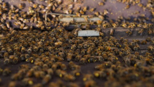 养蜂场蜂箱上密密麻麻的蜜蜂飞舞