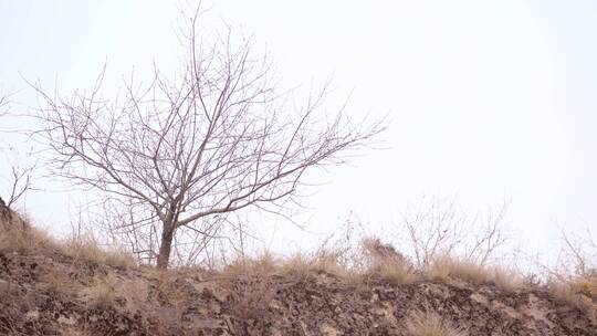 【空镜】4K自然北方黄土高原冬季荒野枯树