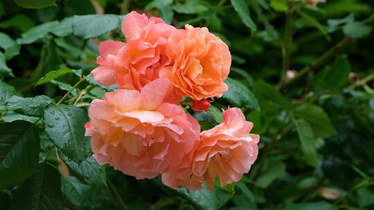 粉红的玫瑰花