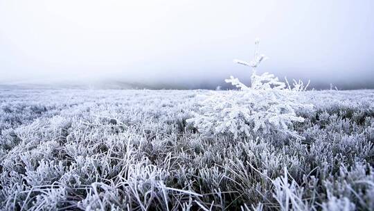 秋天晨雾中挂着霜花的野草