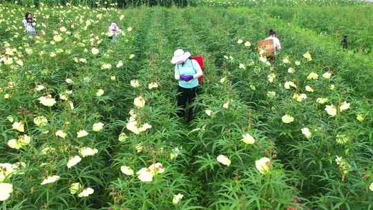 山区中药材黄蜀葵种植基地采收航拍