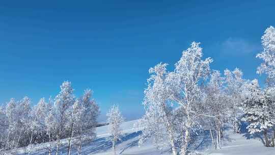 极寒雪原白桦雾凇美景