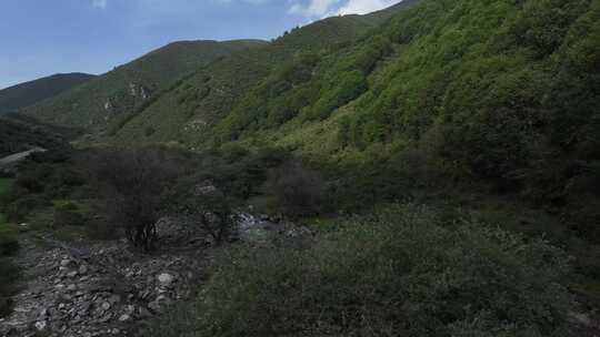 原始森林 生态 天然氧吧 溪水 大自然